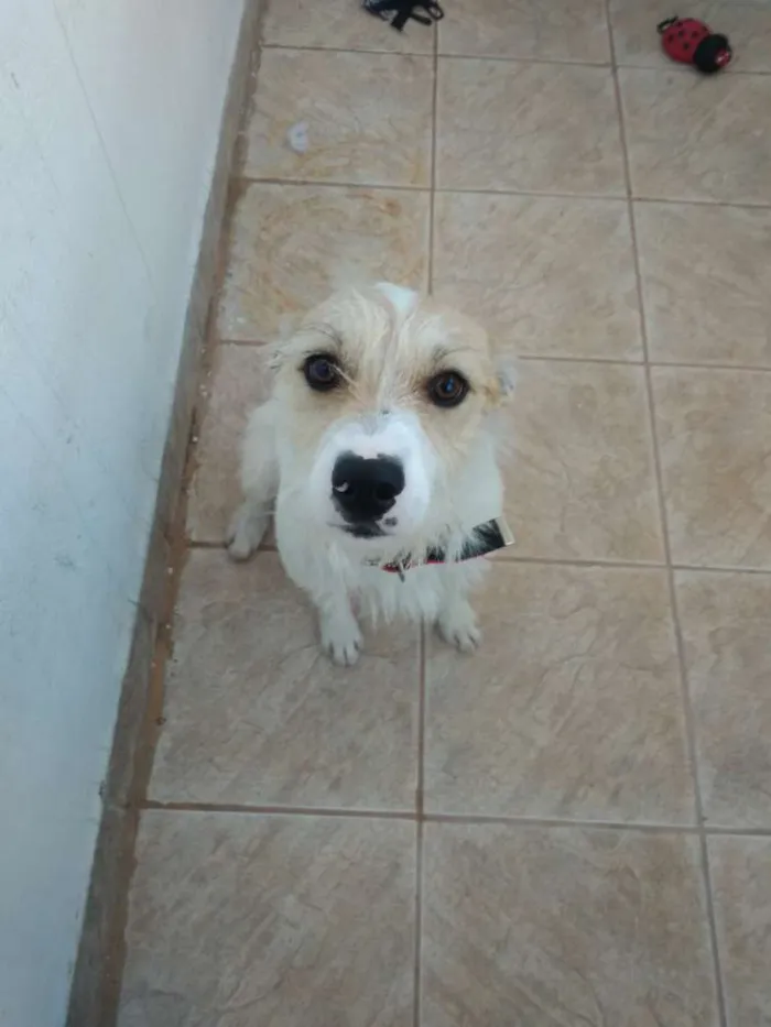 Cachorro ra a Vira-lata idade 1 ano nome Tom Tom