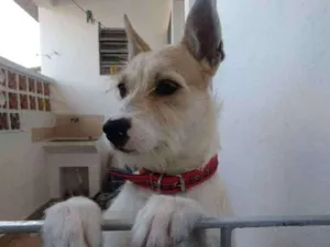 Cachorro raça Vira-lata idade 1 ano nome Tom Tom