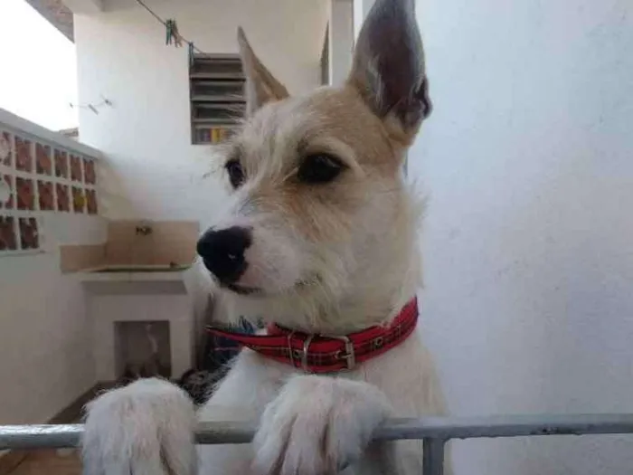 Cachorro ra a Vira-lata idade 1 ano nome Tom Tom