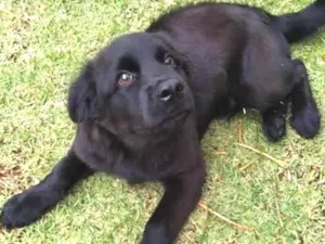 Cachorro raça Indefinido com Chow Chow idade 7 a 11 meses nome Nick