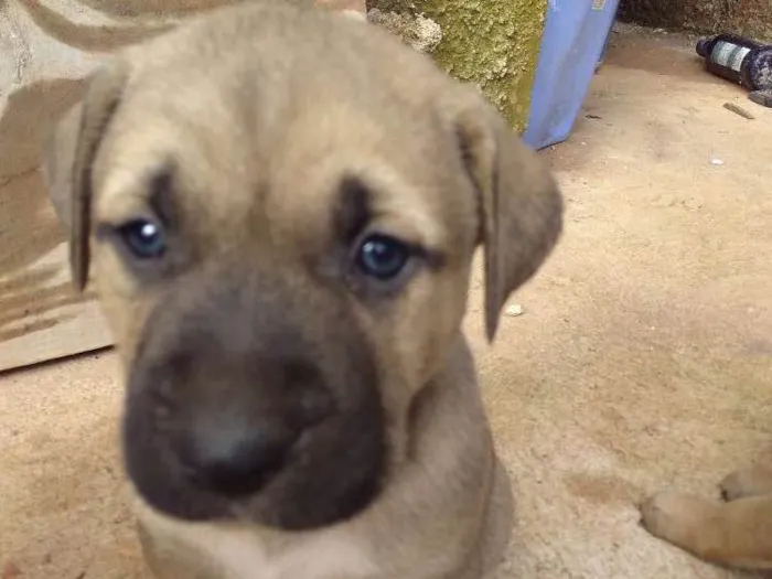 Cachorro ra a Vira lata idade Abaixo de 2 meses nome Glória