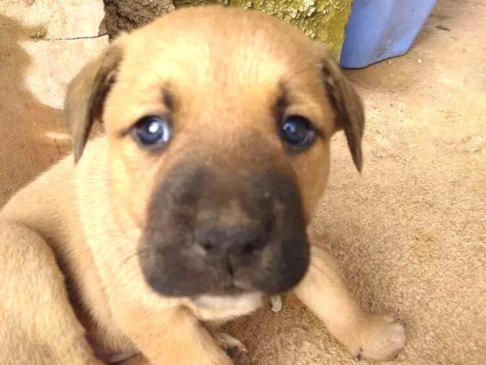 Cachorro ra a Vira lata idade Abaixo de 2 meses nome Bela
