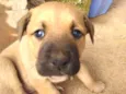 Bela