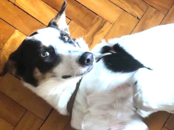 Cachorro ra a Vira lata idade 2 anos nome Não tem 