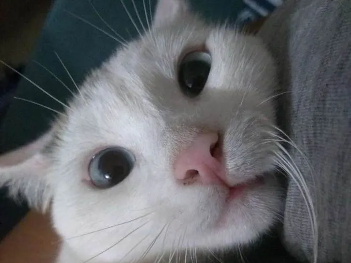 Gato ra a Srd idade 2 a 6 meses nome Rayanne