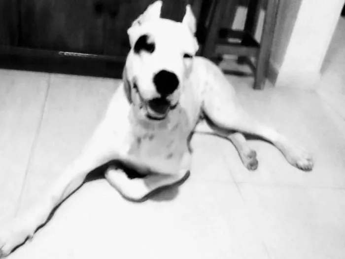 Cachorro ra a Dog argentino idade  nome Zaira