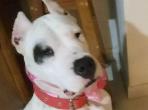 Cachorro ra a Dog argentino idade  nome Zaira