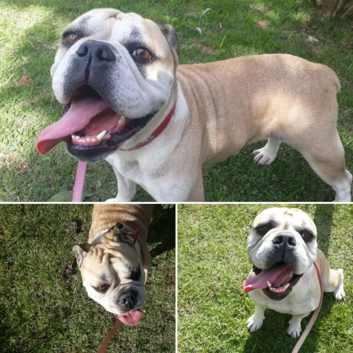 Cachorro ra a Buldogue  idade 1 ano nome Ying