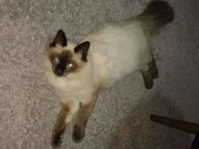 Gato raça Siamês idade 7 a 11 meses nome Nico