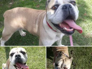 Cachorro raça Buldogue  idade 1 ano nome Ying
