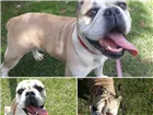 Cachorro raça Buldogue  idade 1 ano nome Ying