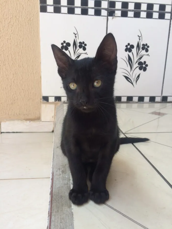 Gato ra a  idade 2 a 6 meses nome Panterinha