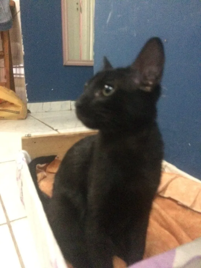 Gato ra a  idade 2 a 6 meses nome Panterinha