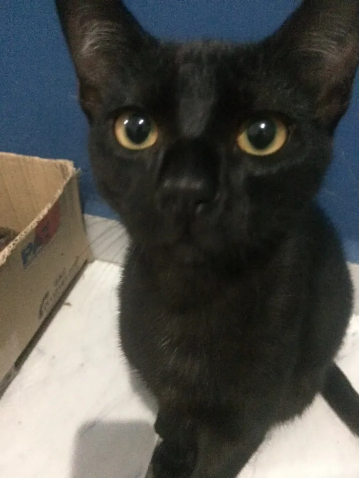 Gato ra a  idade 2 a 6 meses nome Panterinha