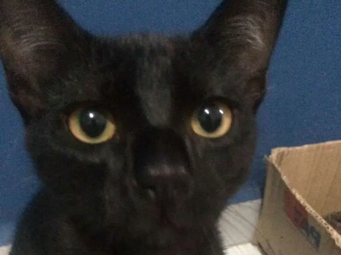 Gato ra a  idade 2 a 6 meses nome Panterinha