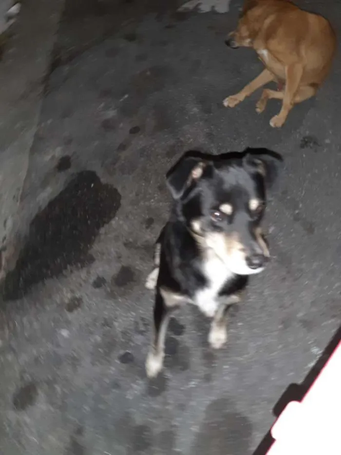 Cachorro ra a Srd idade 2 anos nome S/nome