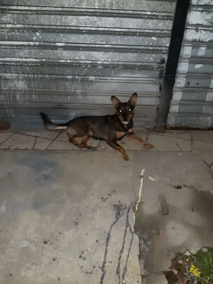 Cachorro ra a Srd idade 2 anos nome S/nome