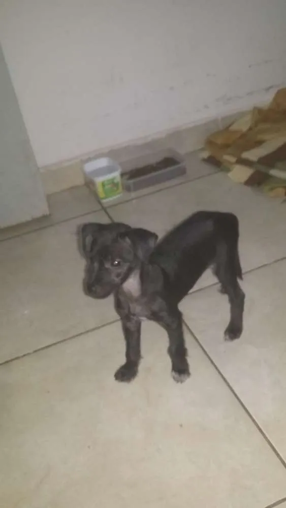 Cachorro ra a Vira Lata idade 2 a 6 meses nome Percy