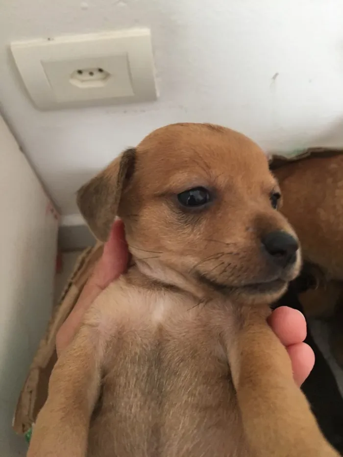 Cachorro ra a  idade Abaixo de 2 meses nome Doa se cachorrinhos 