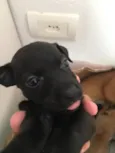 Doa se cachorrinhos