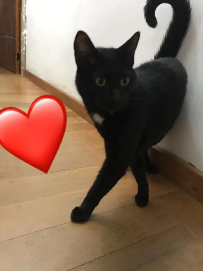 Gato ra a SRD idade 1 ano nome Sem nome 