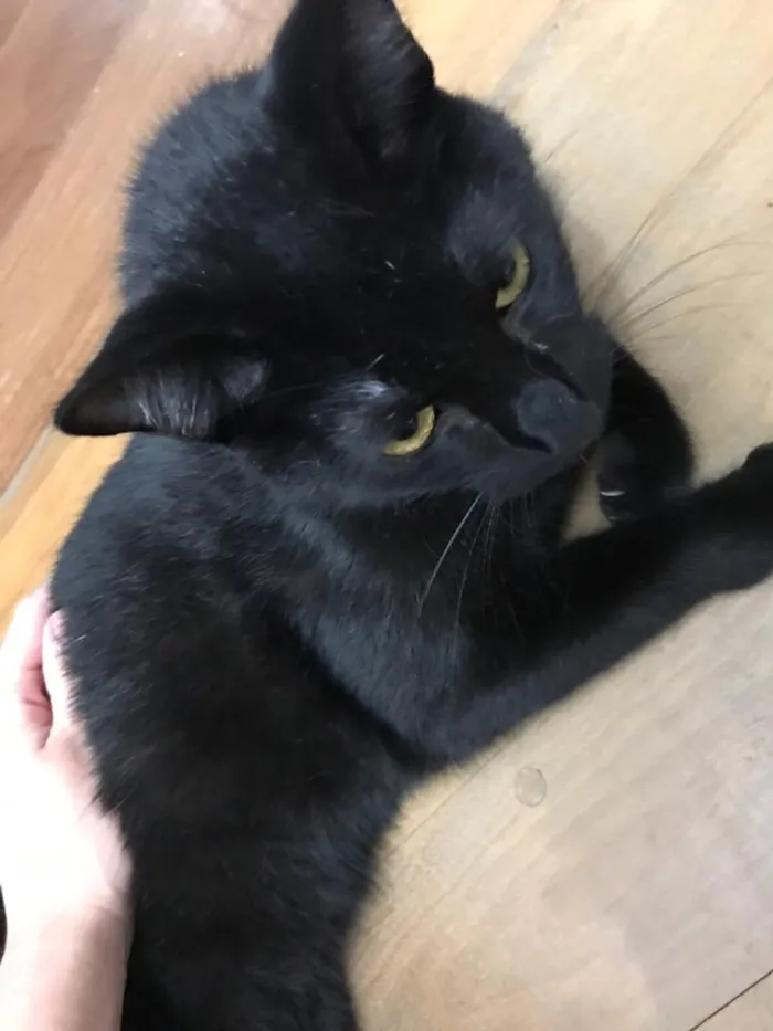 Gato ra a SRD idade 1 ano nome Sem nome 