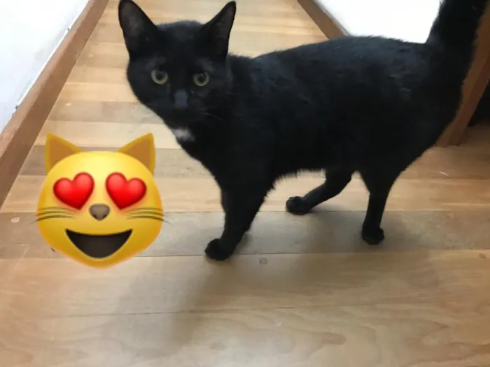 Gato ra a SRD idade 1 ano nome Sem nome 