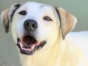 Cachorro raça  idade 5 anos nome Flora