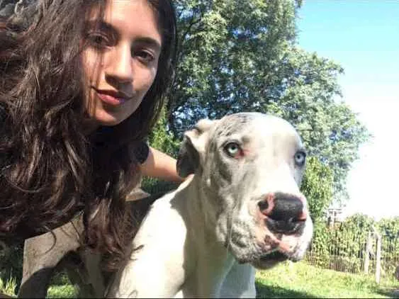 Cachorro ra a Dogue Alemão idade 6 ou mais anos nome Fluffy 