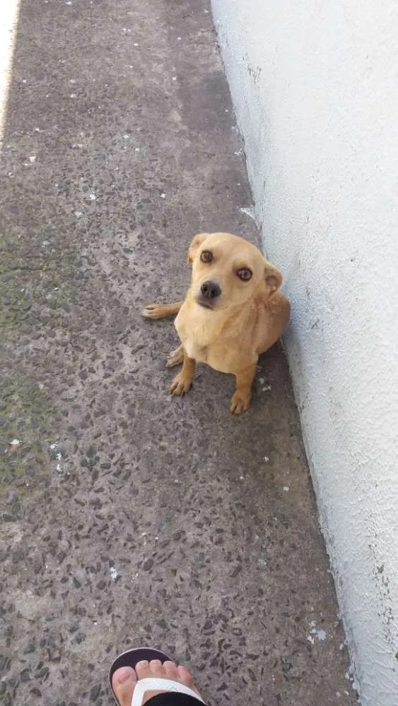 Cachorro ra a sem raça  idade 3 anos nome Ísis 