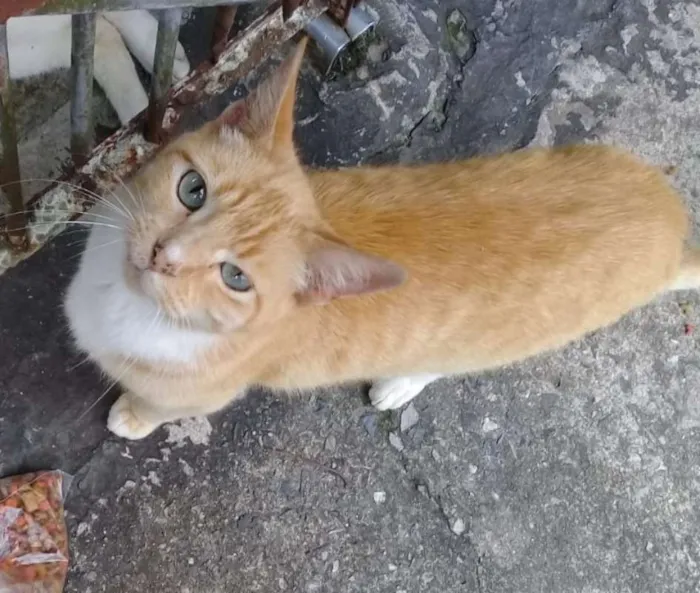 Gato ra a  idade 3 anos nome Clark