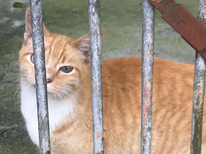 Gato ra a  idade 3 anos nome Clark