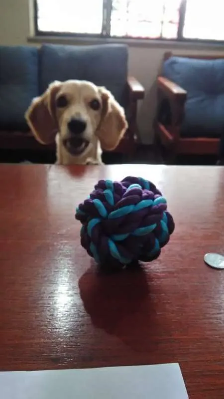 Cachorro ra a Indefinida idade 4 anos nome Zeca