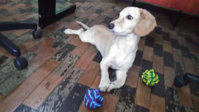 Cachorro ra a Indefinida idade 4 anos nome Zeca