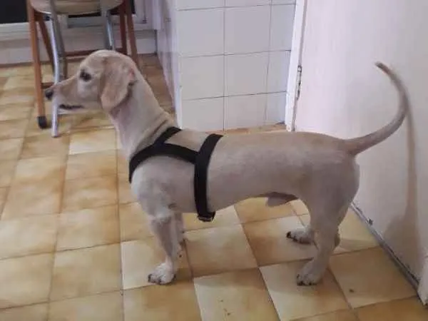 Cachorro ra a Indefinida idade 4 anos nome Zeca