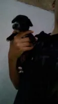Filhotes