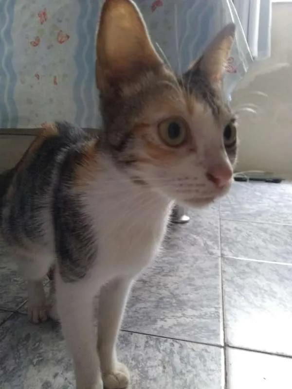 Gato ra a SRD idade 2 a 6 meses nome Sol