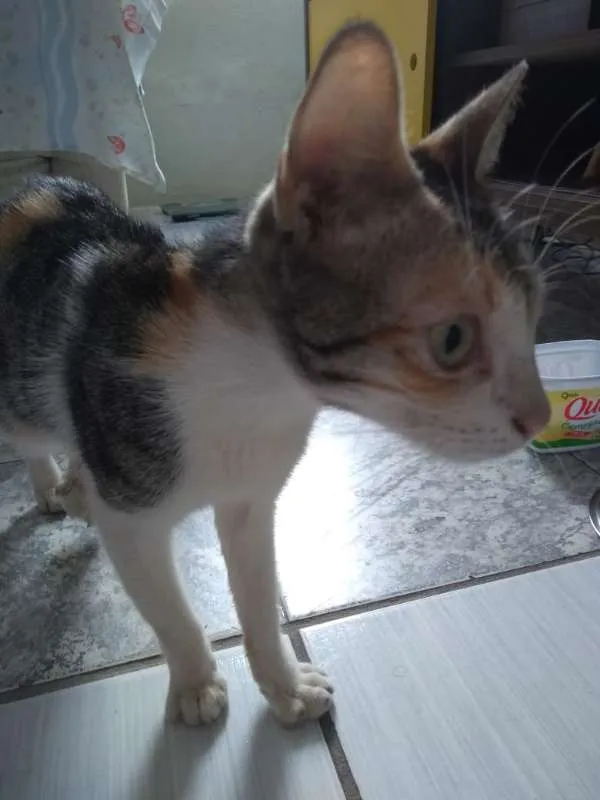 Gato ra a SRD idade 2 a 6 meses nome Sol