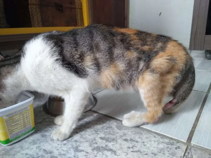 Gato ra a SRD idade 2 a 6 meses nome Sol