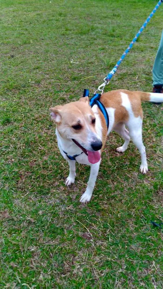 Cachorro ra a Branca e marrom (vira lata) idade 5 anos nome Frida