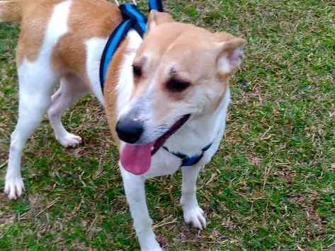 Cachorro ra a Branca e marrom (vira lata) idade 5 anos nome Frida
