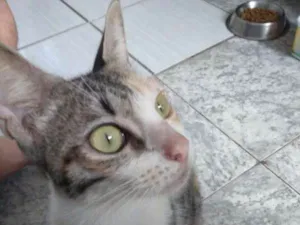 Gato raça SRD idade 2 a 6 meses nome Sol