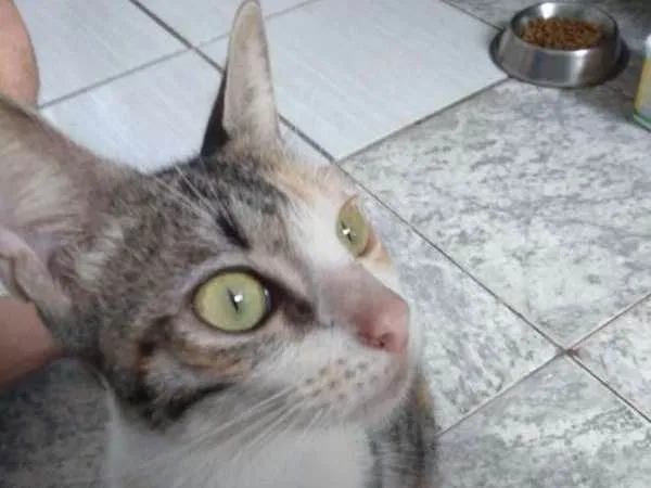 Gato ra a SRD idade 2 a 6 meses nome Sol