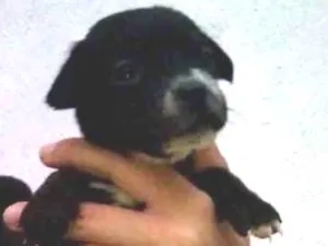 Cachorro raça Mestiço idade Abaixo de 2 meses nome Filhotes