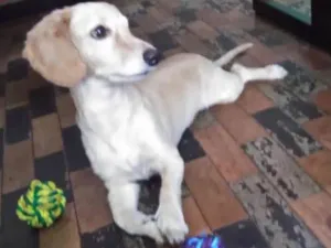 Cachorro raça Indefinida idade 4 anos nome Zeca