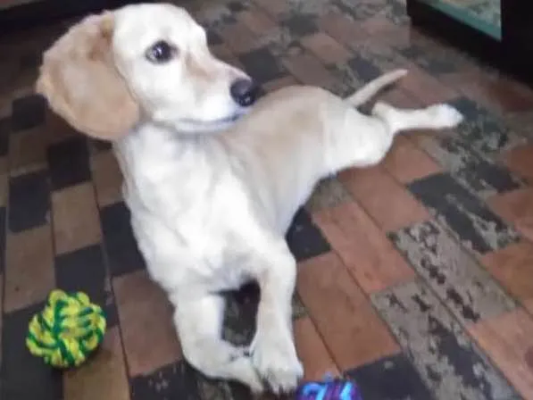 Cachorro ra a Indefinida idade 4 anos nome Zeca