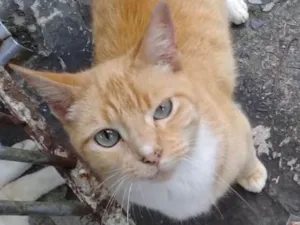 Gato raça  idade 3 anos nome Clark