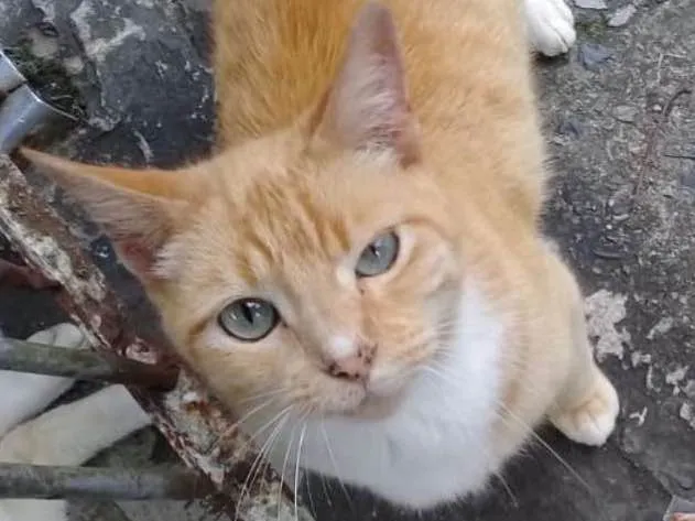 Gato ra a  idade 3 anos nome Clark