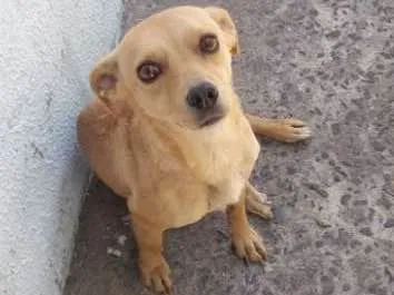 Cachorro ra a sem raça  idade 3 anos nome Ísis 