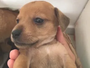 Cachorro raça  idade Abaixo de 2 meses nome Doa se cachorrinhos 